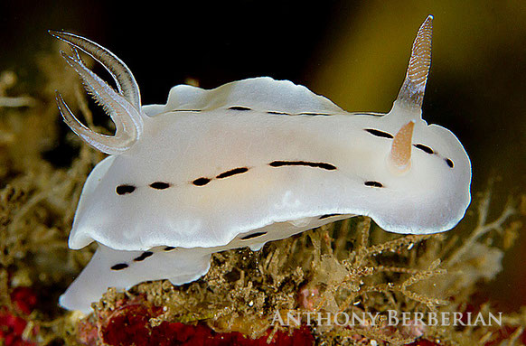 Chromodoris sp. 4