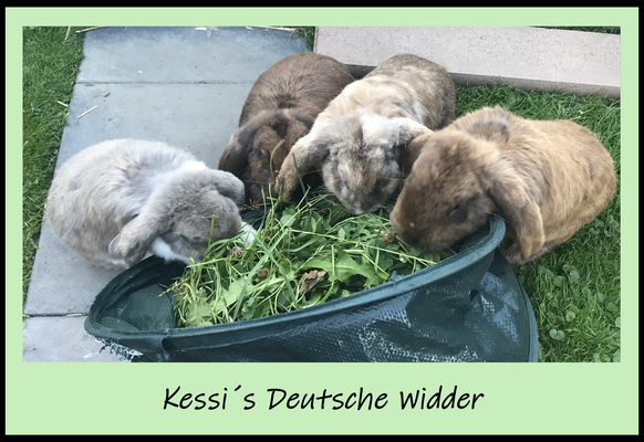 kessisdeutschewidders Webseite!