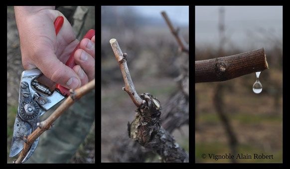 winter-pruning-Vouvray-vineyard-Loire-Valley-wine-tours-wine-tastings-Myriam-Fouasse-Robert