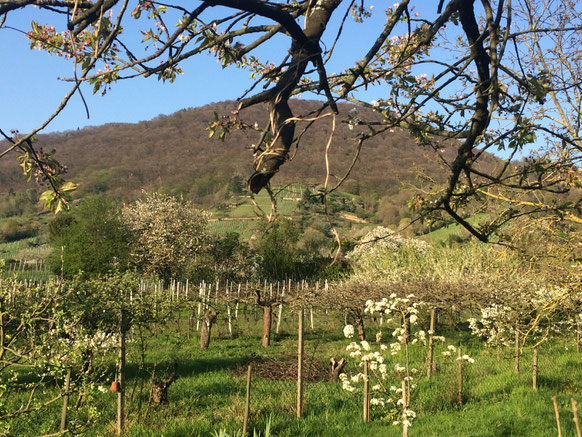 Blick vom Augustenbühl auf den Ölberg in Dossenheim