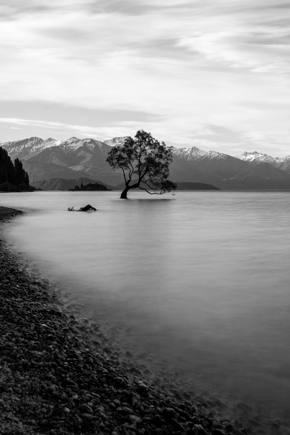 Long exposure of the Wanaka tree in New Zealand