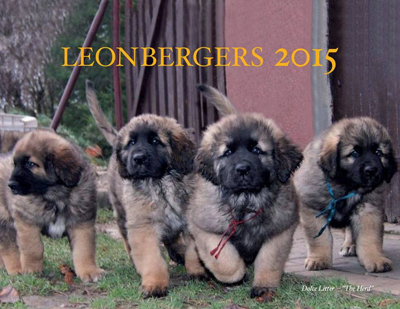 foto by Isabella Dopierała  / Dolce litter  for calendar Leonberger Club Ontario