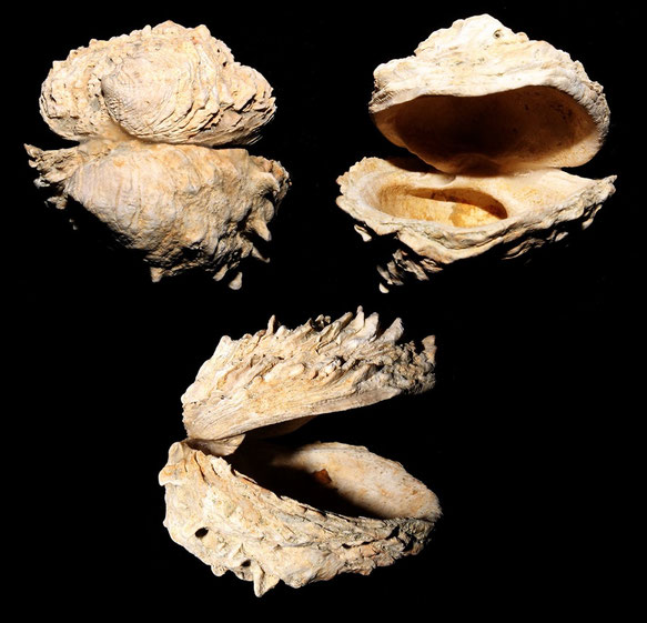 Chama gryphoides, Macchia della Turchina (Monteromano, VT)