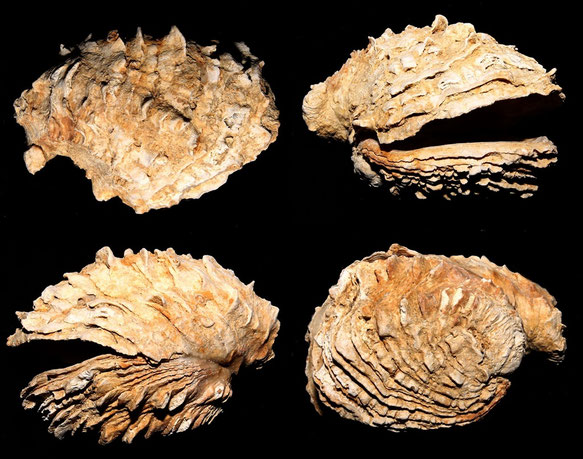 Chama gryphoides, Macchia della Turchina (Monteromano, VT)