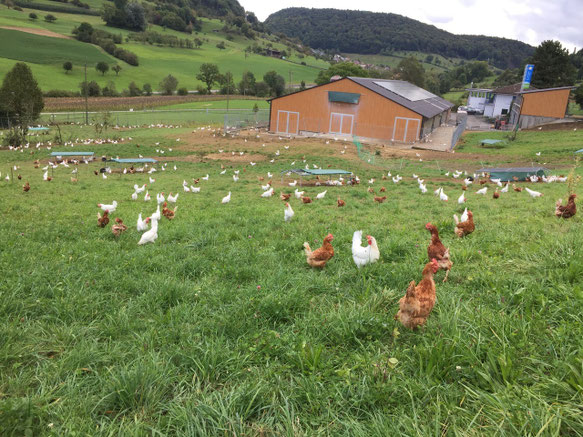Freilandhaltung in Rothenfluh
