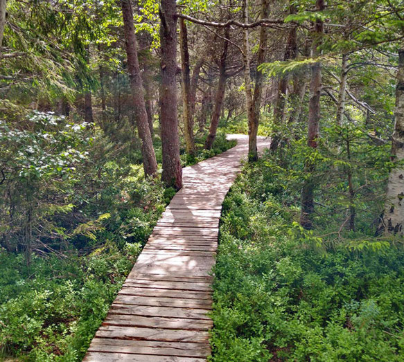 Langer, schmaler Holzsteg der durch den Wald führt und dir den Weg zeigt 