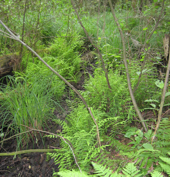 Typisch Elzenbroekbos, Vergeten Hoek, Moerasvaren, Stijve zegge, Carex elata, Carici elongatae-Alnetum typicum.