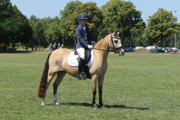 Tweede plaats voor Anouk Blonk en Oostdijk's Dancing Delyth, keur/sport (Griashall Kiwi x Stougjeshoeve Dancing Queen, ster preferent) ! Perfect gereden tijdens de Nationale Keuring Putten 2018/Second Place at the National Championships for Anouk & Delyth