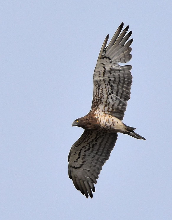 Short Toed Eagle