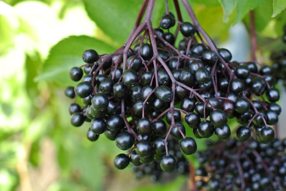 Holunderbeeren - Grundrezept für Sirup aus Früchten