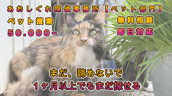 時間が経っても猫はまだ探せる