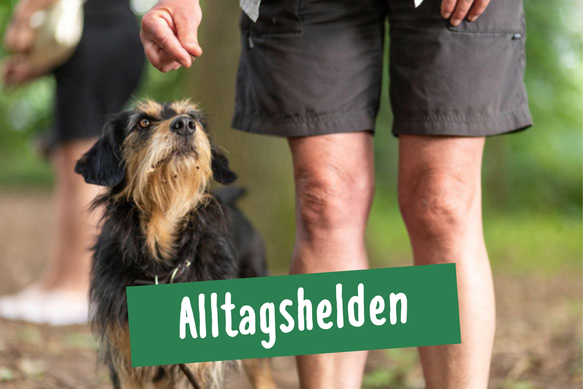 Hund und Herrchen bei einer Übung ohne Leine zur Aufmerksamkeit des Hundes