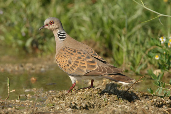 Vogel des Jahres 2020     Die Turteltaube     Streptopelia turtur