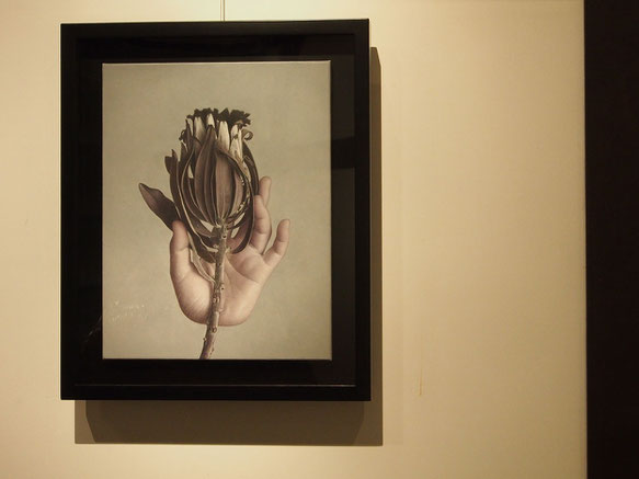 ”Protea”　益村千鶴　Chizuru Masumura