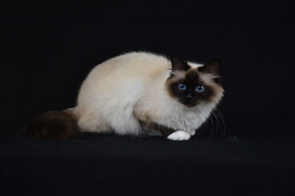 Caratteristiche Del Gatto Sacro Di Birmania Allevamento Gatto