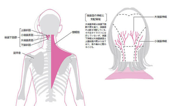 首の構造と神経についての説明イラスト