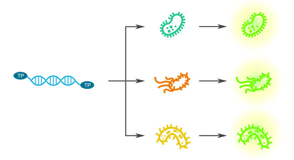 Figure 1: The goal of our toolkit is to create a universal gene expression platform that would enable genetic engineering of any prokaryote.