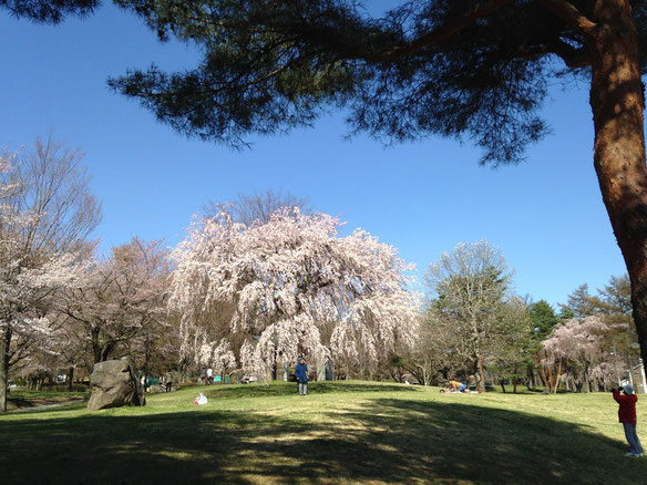 しだれ桜が見頃。普段よりお散歩の人も多め。