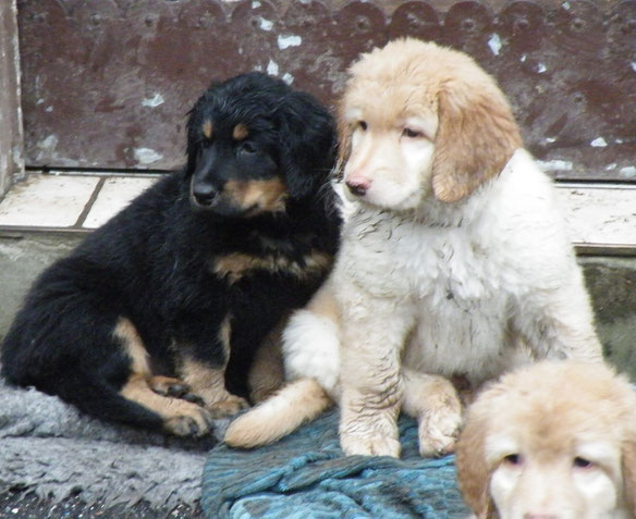 Bera neben Birdy (blond) und Booker Bleik vorne