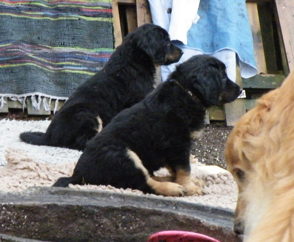 unsere Hofwächter Bastian (vorne) und Bjarny; 20.03.