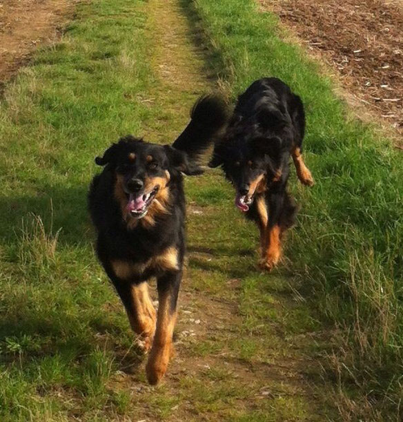 Glückliche Hunde am Rande der Schauveranstaltung: Annabelle (vorne) und Baki genießen den Tag auf ihre Art...