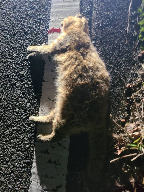 交通事故に遭ったツシマヤマネコ