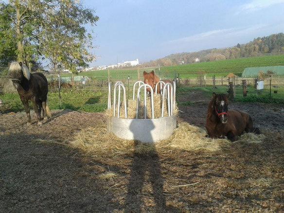 Ruhepause auf dem Paddock der Isländer