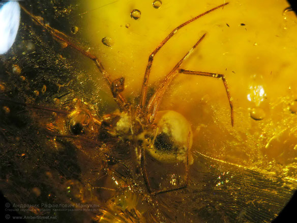 Инклюзы в янтаре:  Arachnida, Araneida