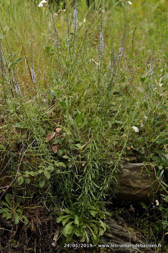 Anarrhinum bellidifolium, Cévennes