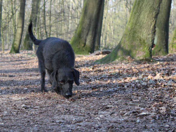 Hund schnüffelt im Wald am Boden