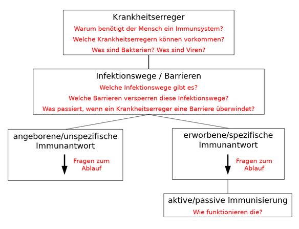 Immunsystem - Struktur mit Fragen in logischer Reihenfolge - www.learn-study-work.org