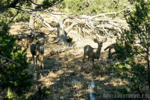 grand,canyon,southrim,deer,rehe,,britta,lieder,arizona,colorado,tipps