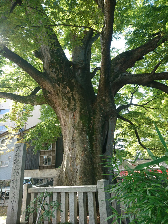神明宮 樹齢1000年のケヤキ
