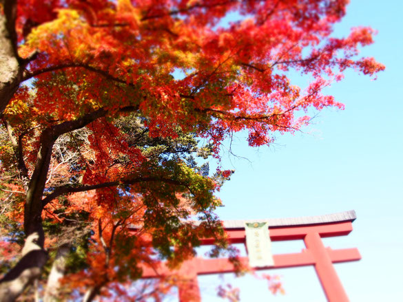 鳥居の赤と紅葉の赤。