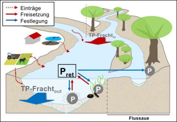 Abb. 57: Phosphorretention in durchflossenen Seen (nach Podschun et al., 2018)