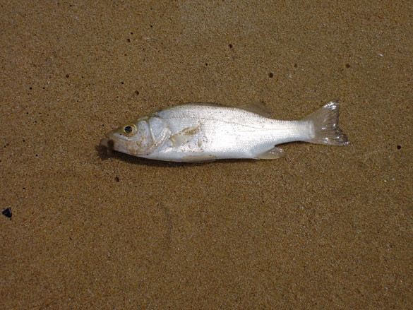ヒラスズキの幼魚の写真