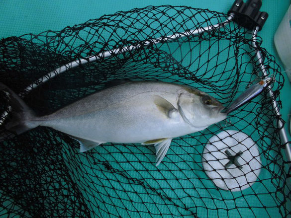 キャスティングで釣ったネリゴ!