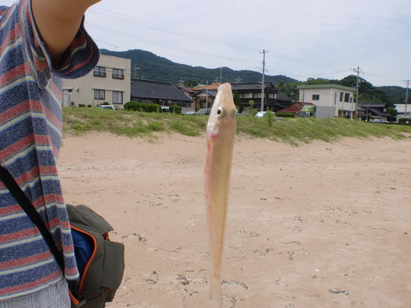 嫁が釣ったキスの写真