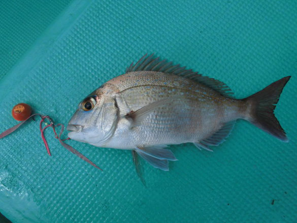 娘が釣った2匹目のマダイ!