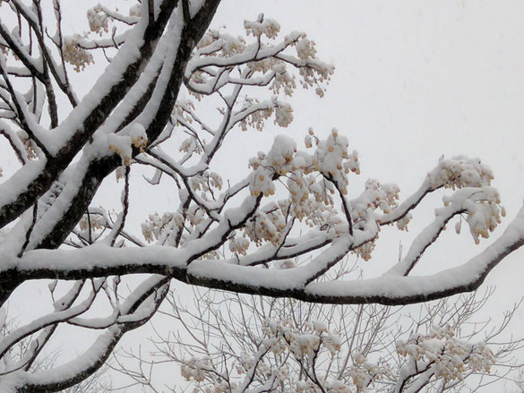 仲本律子　陶芸作家　ブログ　女性陶芸家　茨城県笠間市 　雪が降った日　センダン　雪