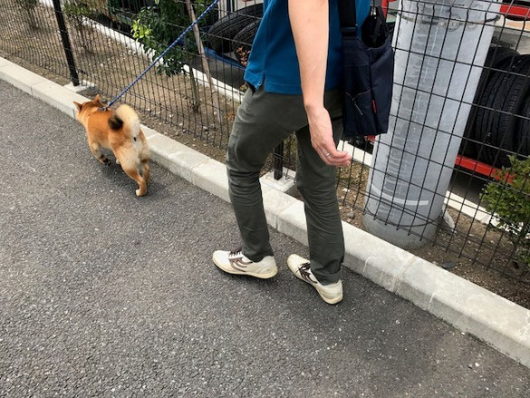 柴犬お散歩