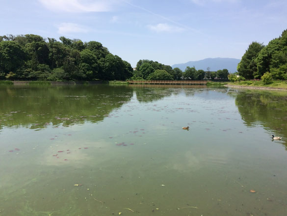 橿原神宮（筆者撮影）