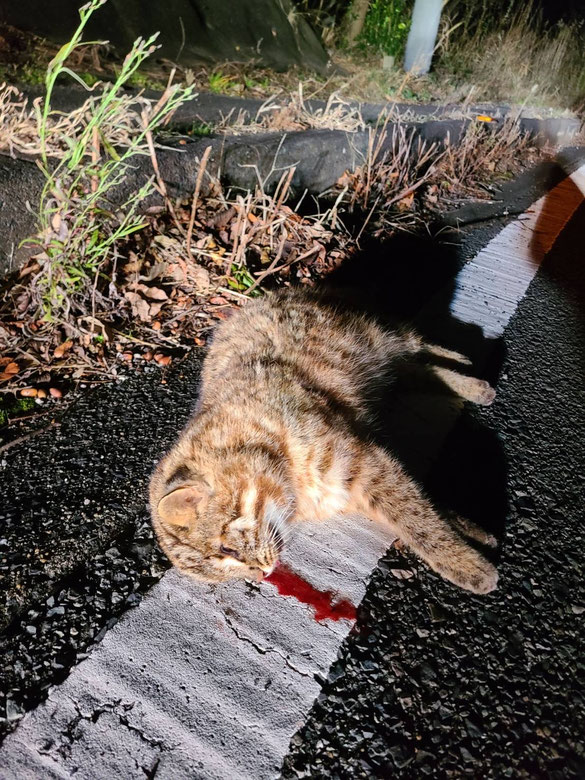 交通事故に遭ったツシマヤマネコ