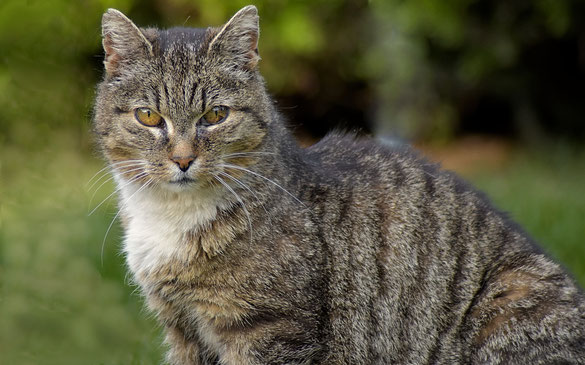 Risikonarkose Hund Katze Zähne Nierenkrank Herzpatient