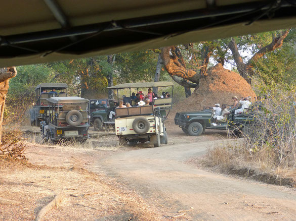 10 Safarifahrzeuge