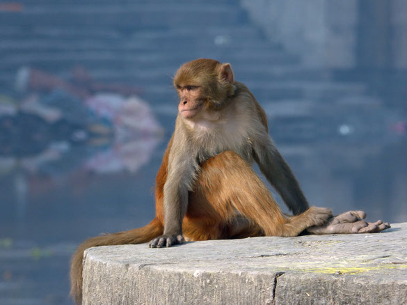 Affe in Paschupatinath