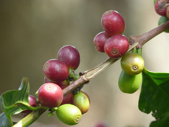 Coffeenbeans in Munnar-Mountains
