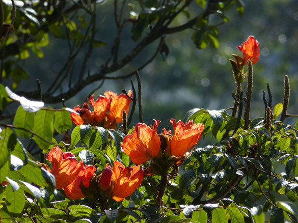 Blütenparadies Munnar