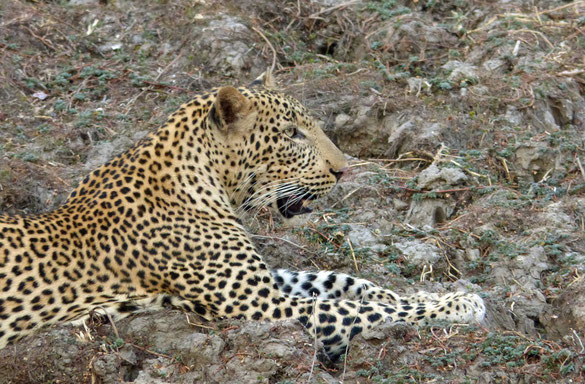1 Leopard