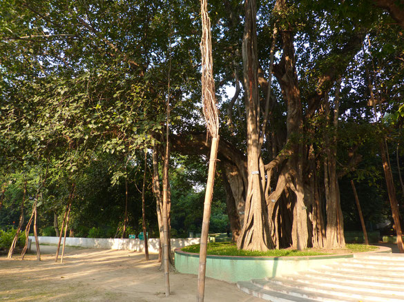 Banjanfeige - Botanical Garden - Lucknow